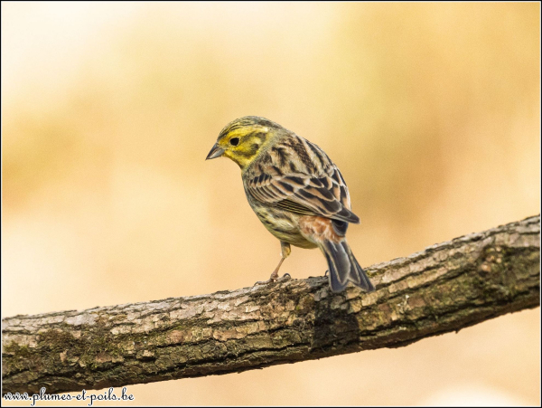 Bruant jaune