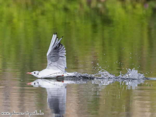 Mouette rieuse