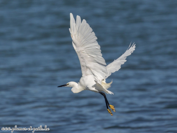 Aigrette garzette