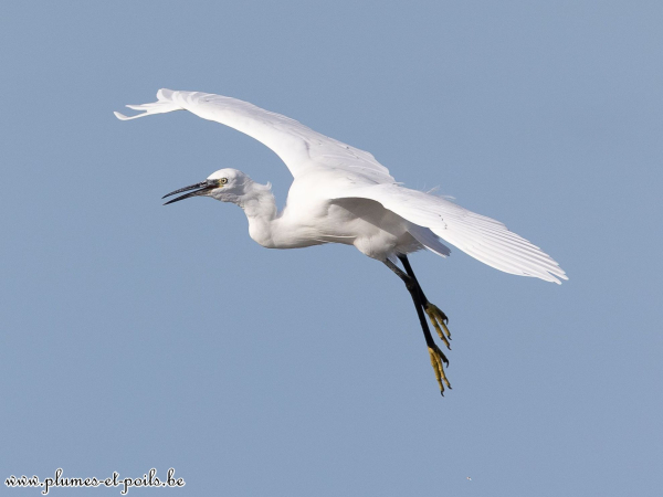 Aigrette garzette