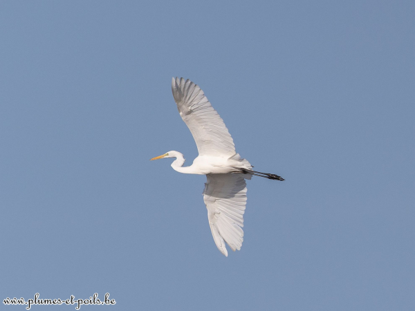 Grande aigrette
