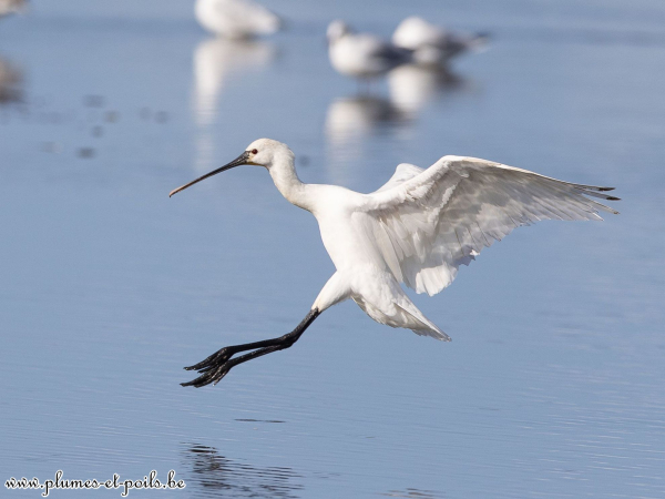 Aigrette garzette