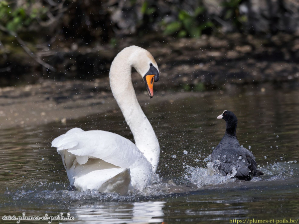 Cygne tuberculé
