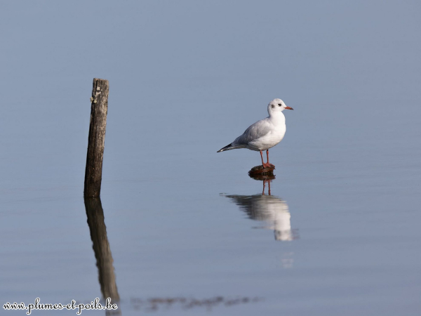 Mouette rieuse