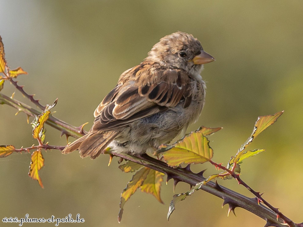Moineau domestique