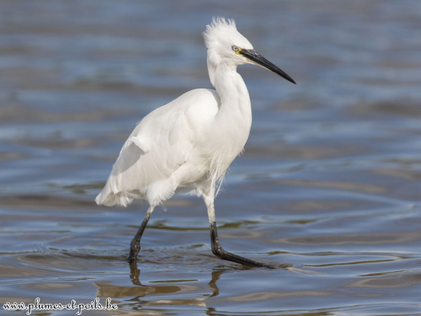 Aigrette garzette