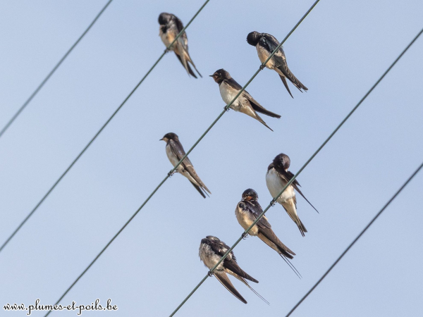 Hirondelle rustique