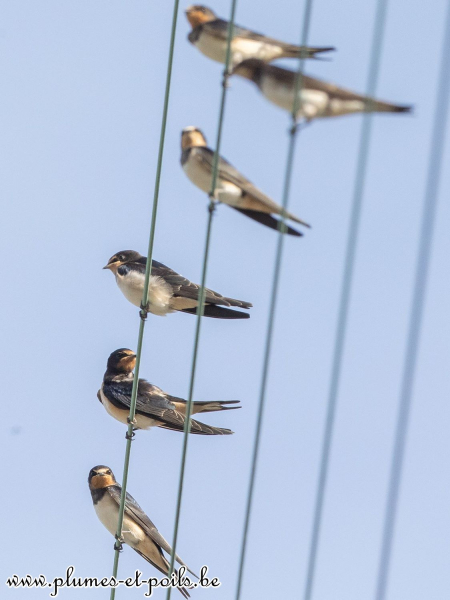 Hirondelle rustique