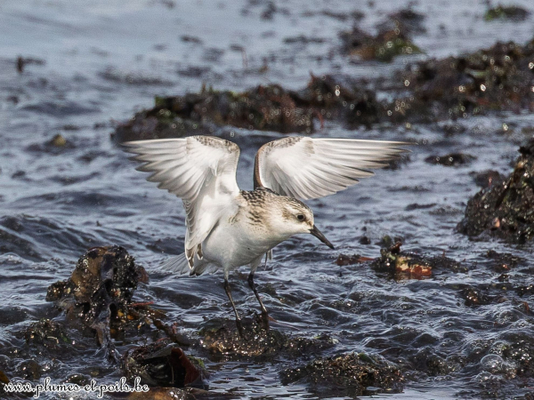 Bécasseau sanderling