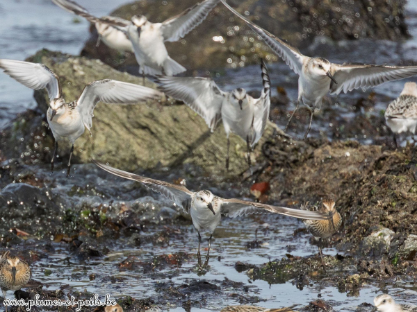 Bécasseaux sanderlings