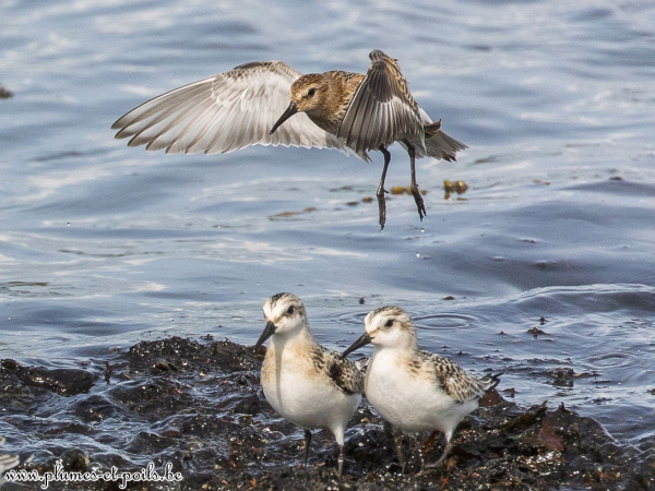 Bécasseaux sanderlings