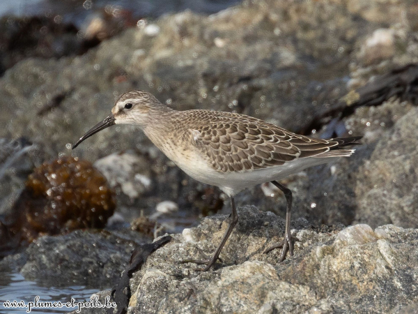 Bécasseau sanderling