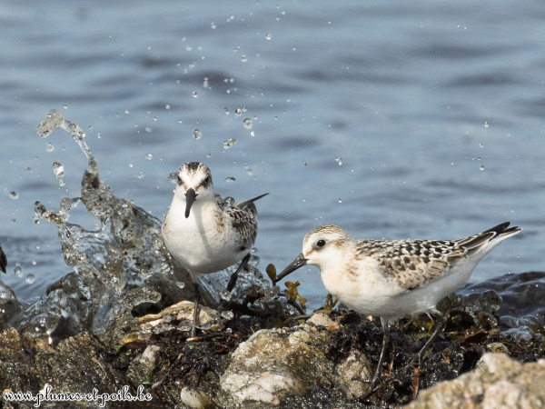 Bécasseaux sanderlings