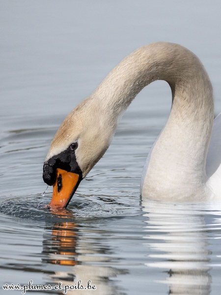 Cygne tuberculé