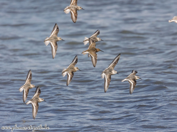 Bécasseaux sanderlings