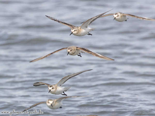 Bécasseaux sanderlings