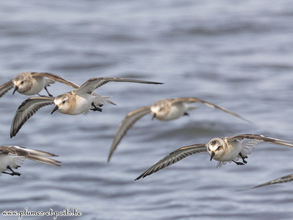 Bécasseaux sanderlings