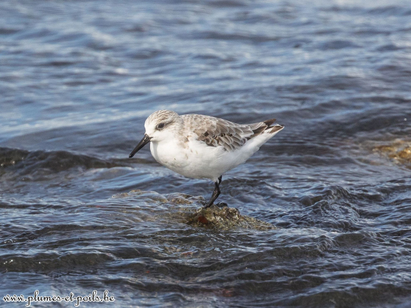 Bécasseau sanderling