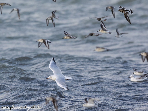 Mouette rieuse