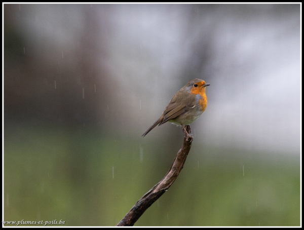 Rouge-gorge