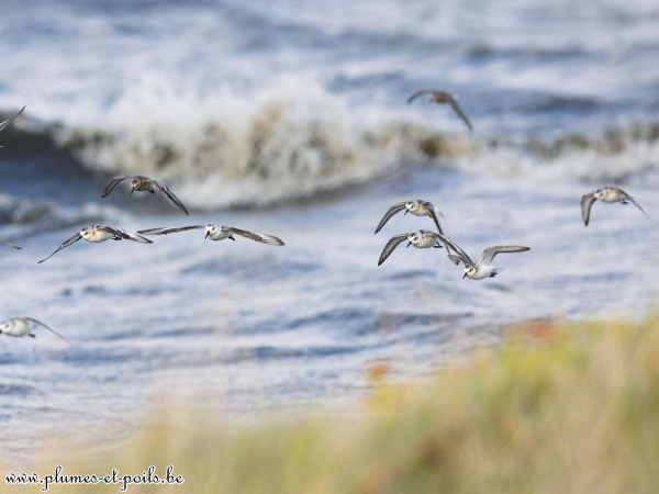 Bécasseaux sanderlings