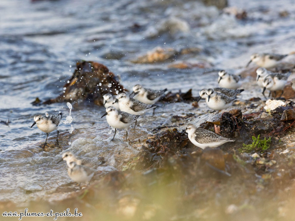 Bécasseaux sanderlings