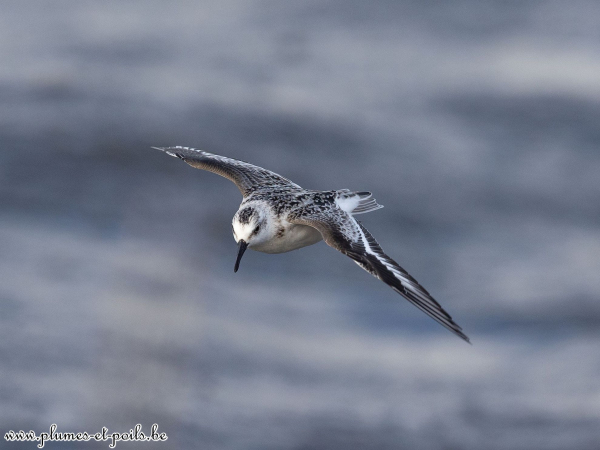 Bécasseau sanderling
