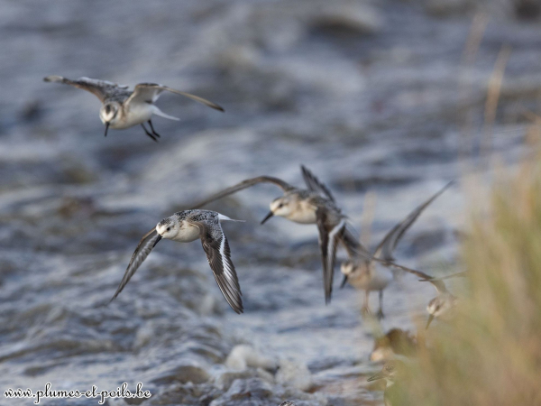Bécasseau sanderling
