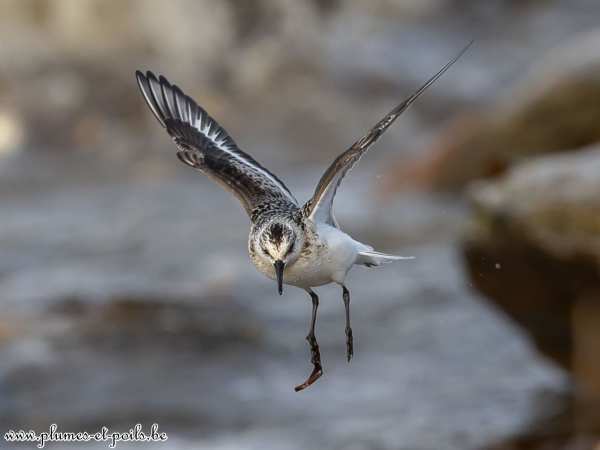 Bécasseau sanderling