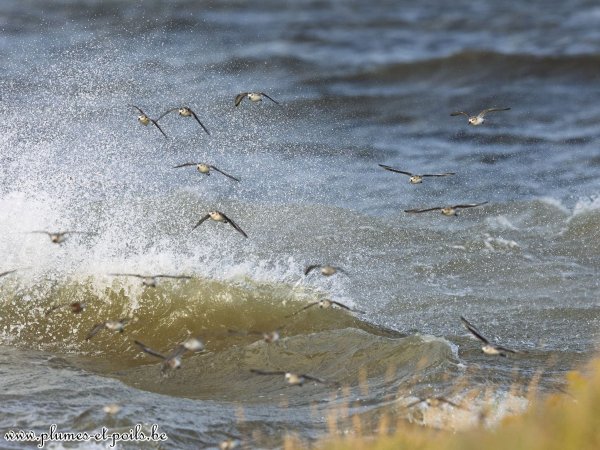 Bécasseaux sanderlings