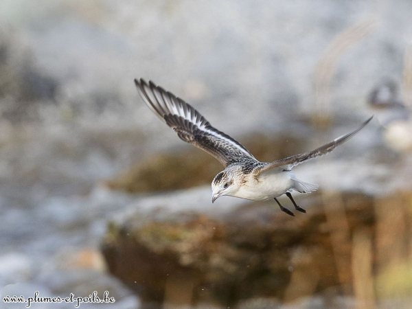 Bécasseau sanderling