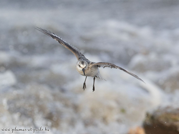 Bécasseau sanderling