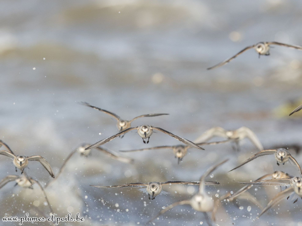Bécasseaux sanderlings