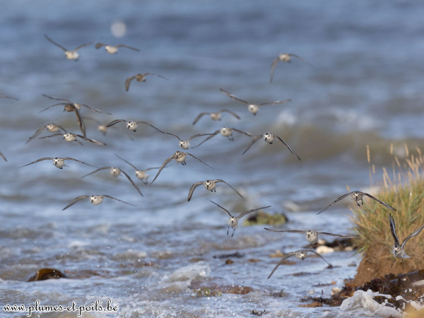 Bécasseaux sanderlings