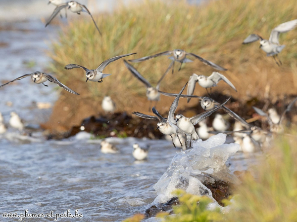 Bécasseaux sanderlings
