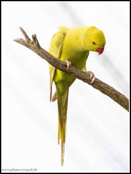 Perruche à collier