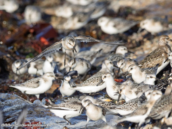 Bécasseaux sanderlings