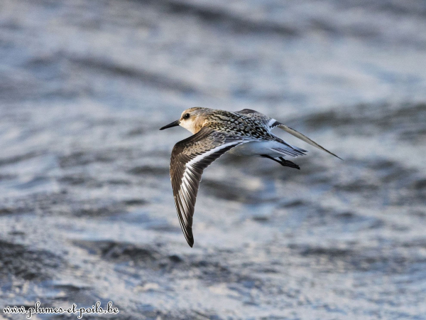 Bécasseau sanderling