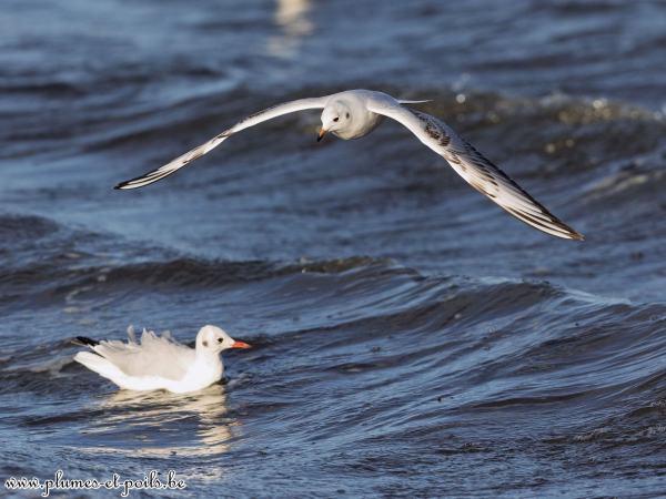 Mouette rieuse