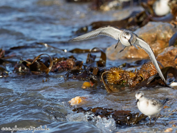 Bécasseau sanderling