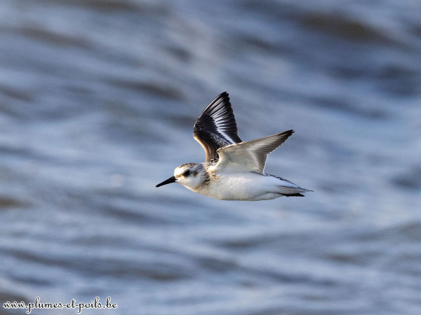 Bécasseau sanderling