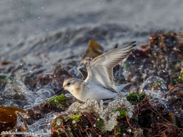 Bécasseau sanderling