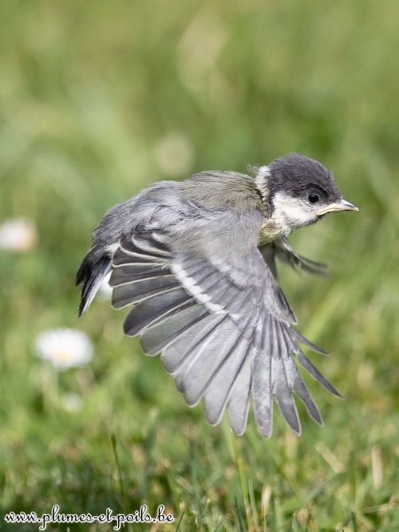 Mésange charbonnière