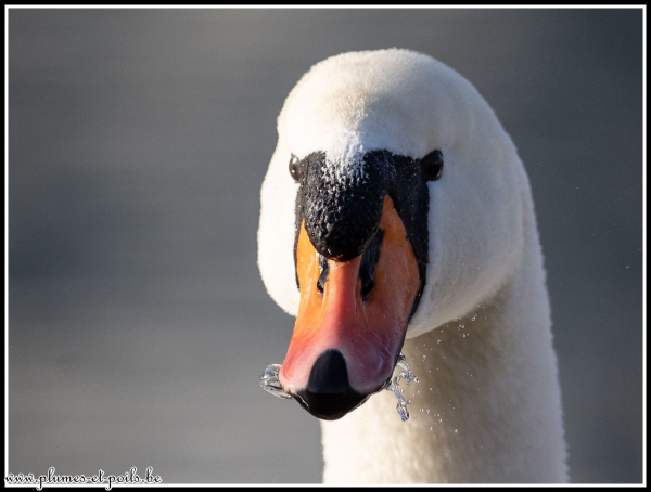 Cygne tuberculé
