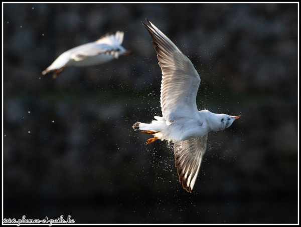 Mouette rieuse