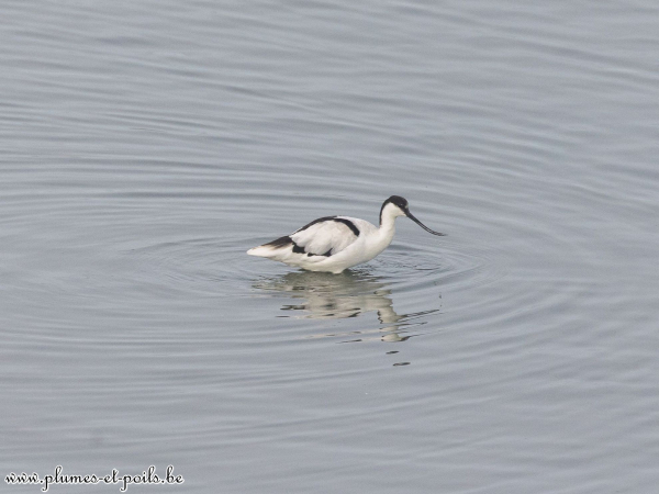 Avocette élégante
