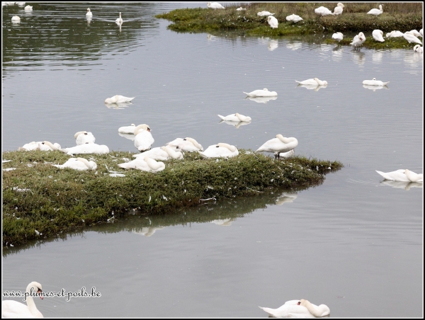 Cygne tuberculé