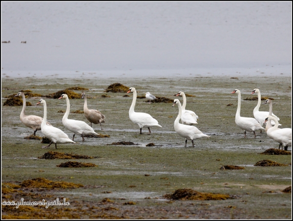 Cygne tuberculé