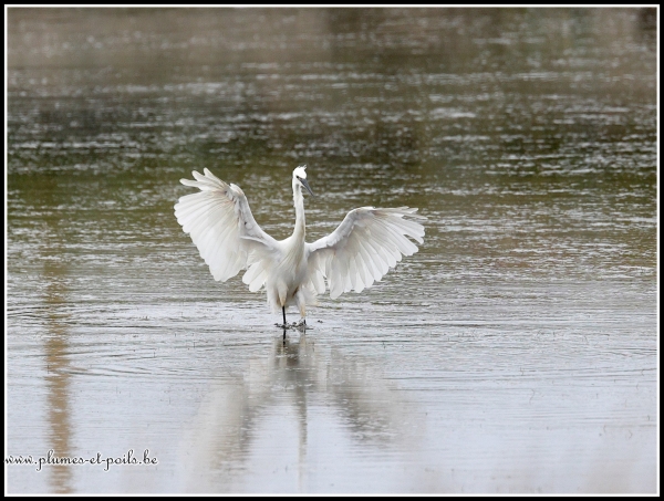Aigrette garzette
