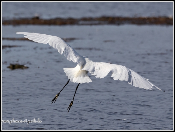 Aigrette garzette